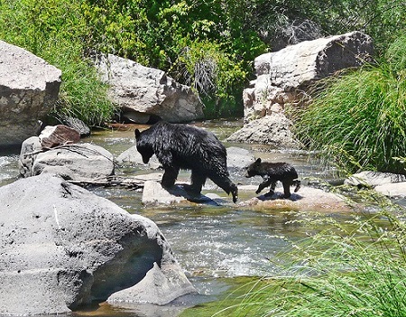Black Bear and Cub image